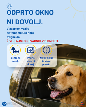 Živali v avtomobilu